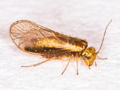 Trichopsocus brincki